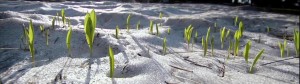 Beautiful Nature - Spring 1080p HD_(1080p)[11-02-27]_1152x324